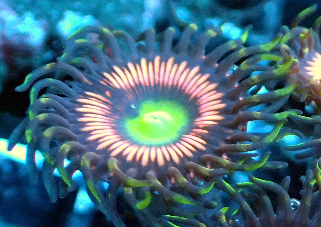 Zoanthus Lord of the Rings