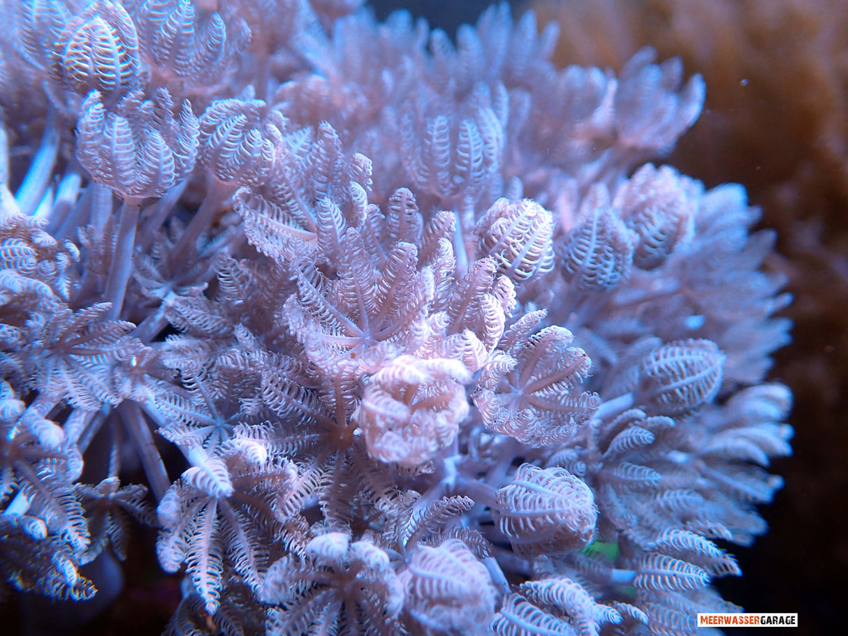 Pompaggio Xenia
