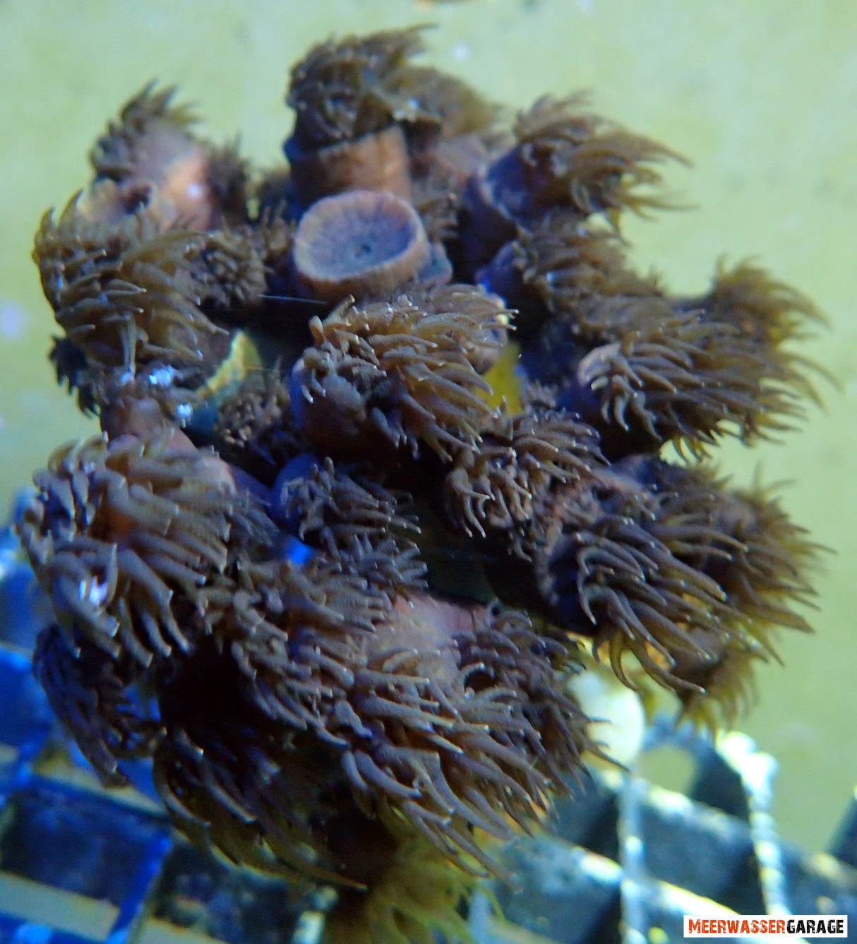Tubastraea micranthus - Corail calice noir RARE !!!