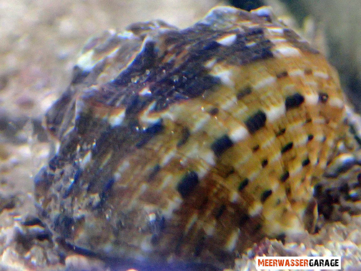 Turbo fluctuosus - Mangiatore di alghe messicano Turbo Snail Bryopsis