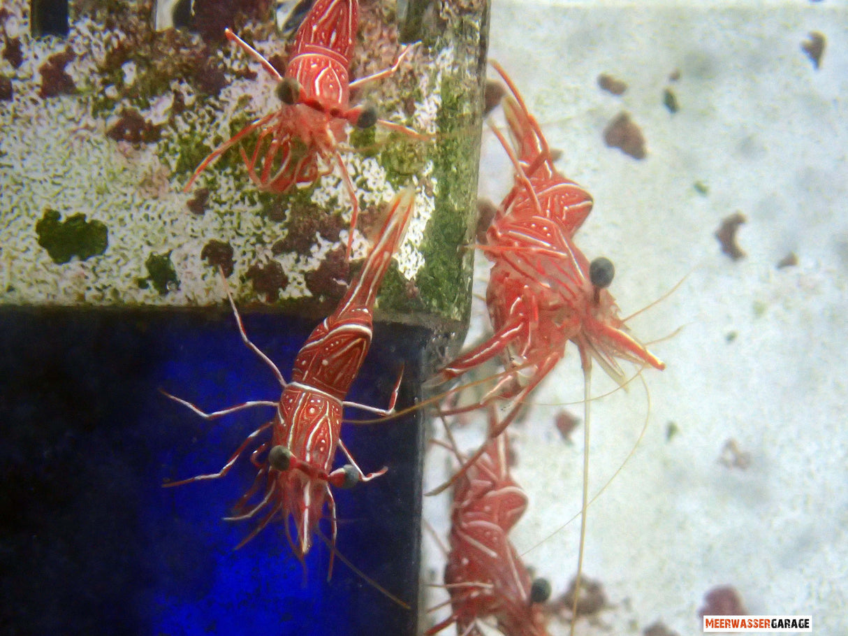 Rhynchocinetes sp - gamberetti danzanti