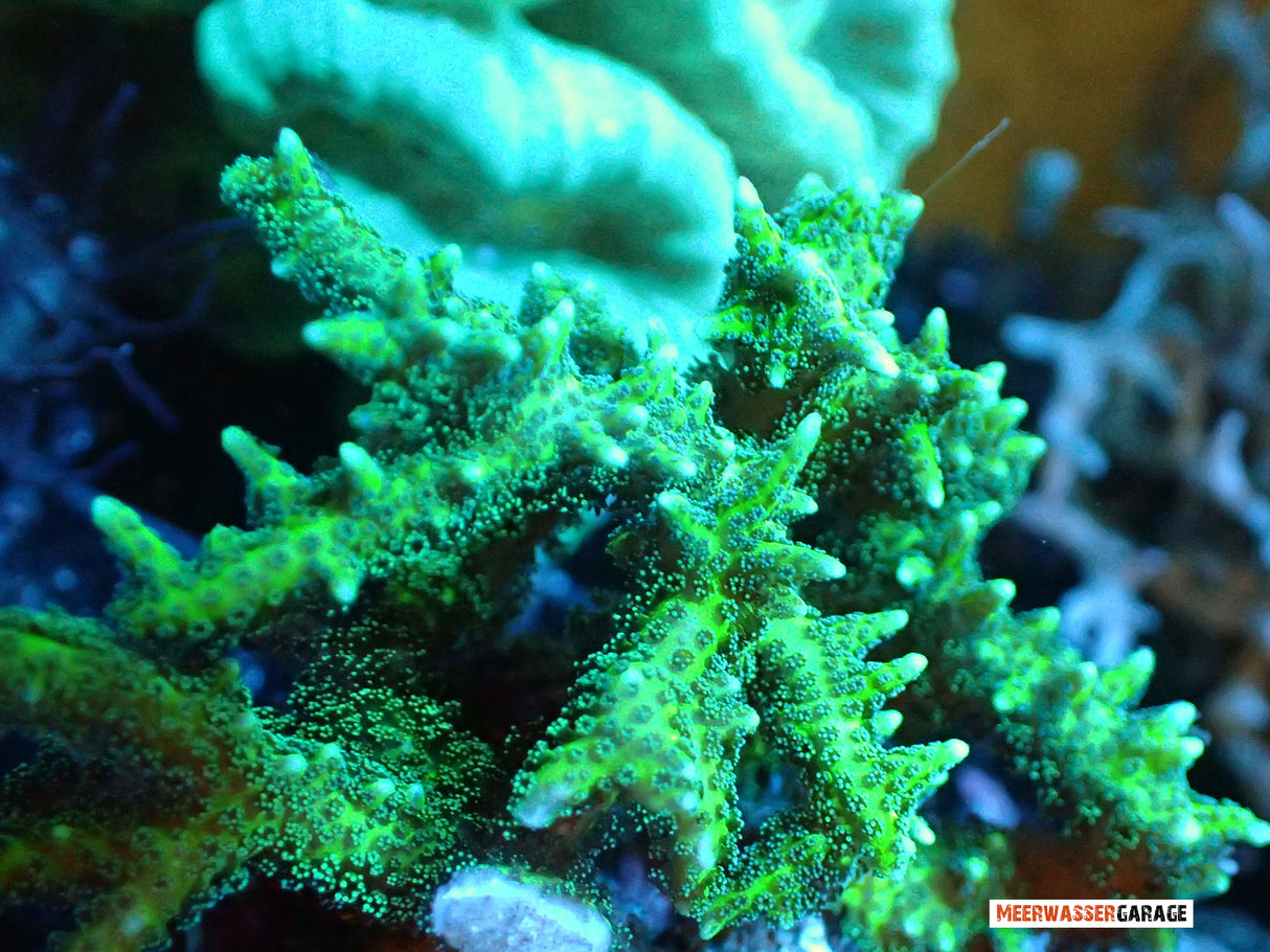 Seriatopora Hystrix vert
